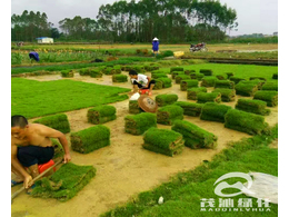 绿化草坪的分类有哪些？